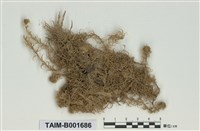 藏品(喙葉泥炭苔)的圖片